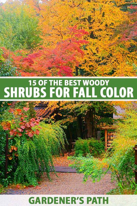 Many plants shine brightly in spring and summer with their beautiful flowers, others really come alive in autumn. If you want to add spectacular fall color to your landscape, discover 15 of the best woody shrubs that feature dramatic autumn foliage, stems, or flowers, now on Gardener's Path. #fallgarden #gardenerspath Acreage Landscaping, Fall Color Trees, Colorful Shrubs, Fall Landscaping, Flowering Quince, Privacy Trees, Garden Therapy, Fall Landscape, Small Shrubs