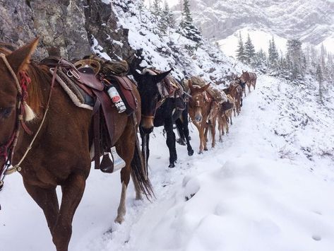 Get an inside look at the life of a mule packer. Snowy Animals, Horse Packing, Rodeo Wedding, Horse Trekking, Man On A Horse, Snowy Path, Pack Animals, Horse Trails, Trail Life