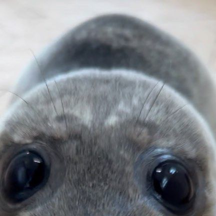 Seal Aesthetic, Seals Cute, Seal Wallpaper, Funny Seals, Harp Seal, Cute Seals, Seal Pup, Baby Seal, Silly Animals