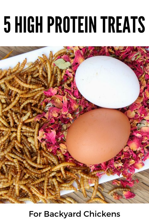 Snacks For Chickens To Eat, Winter Chicken Treats, Keep Chickens Warm In Winter, Frozen Treats For Chickens, Winter Treats For Chickens, Meal Worms For Chickens, What To Feed Chickens, Chicken Story, Tiny Farm