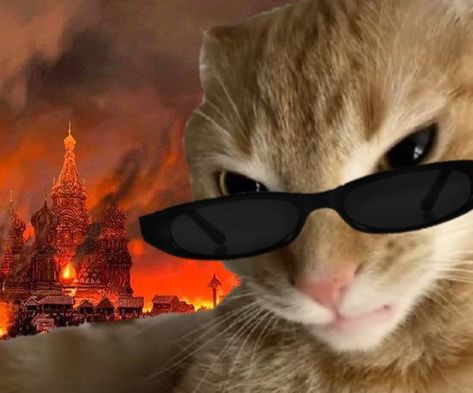 Cat Mem, Meme Background, Funny Looking Cats, Cat Background, Cat Sunglasses, Image Chat, Silly Cats Pictures, Cat Character, Cat Icon