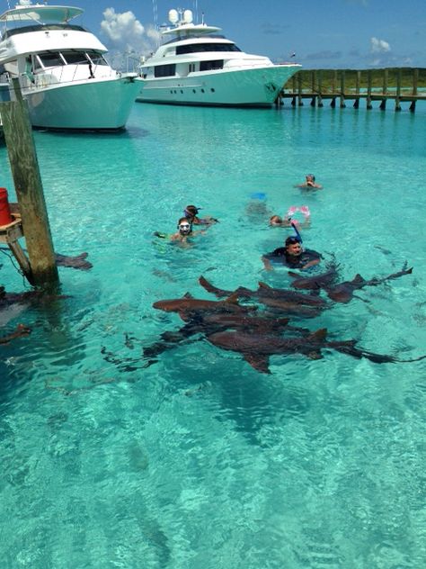 Swimming with the nurse sharks on Compass Cay.  Part of the day tour from Georgetown, Exumas. Oasis Live, Hurghada Egypt, Exuma Bahamas, Nurse Shark, Magical Adventure, Egypt Tours, Crystal Water, The Nurse, Dream Places