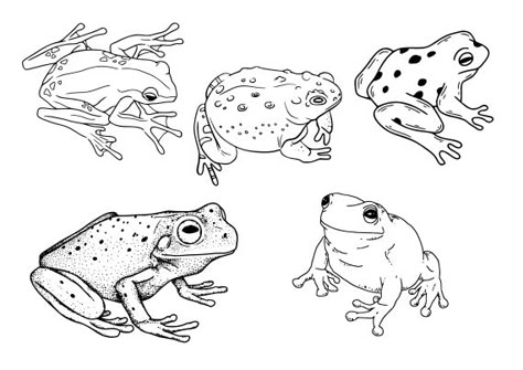 Frog Tattoo Set Vector (EPS, SVG) Flower Frog Tattoo, Frog Tattoo Drawing, Fine Line Frog Tattoo, Mushroom Frog Tattoo, Frog Tattoo Simple, Wizard Frog Tattoo, Poison Dart Frog Tattoo, Simple Frog Tattoo, Small Frog Tattoo