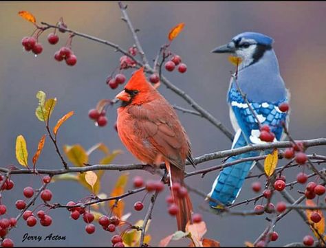 Cardmaking Printables, Birds Chirping, Blue Jay Bird, Winter Birds, Cardinal Birds, Nature Birds, Backyard Birds, Bird Pictures, Birds Tattoo