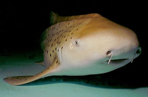 National Aquarium – Zebra shark Sharkuterie Board, Zebra Shark, Sting Rays, Shark Images, Ocean Stuff, Shark Conservation, Leopard Shark, Shark Pictures, Aquatic Creatures