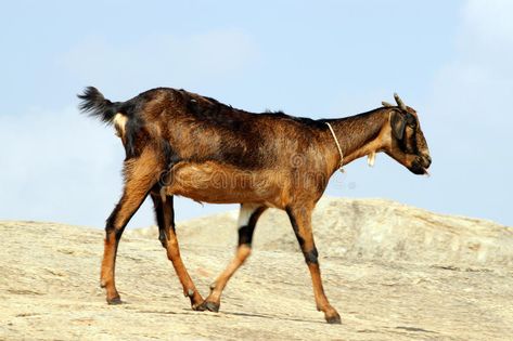 Goat Photography, Indian Goat, Ad Rock, Indian Animals, Goat Art, Watercolor Paper Texture, Village Photography, Goat Farming, Guinea Pigs