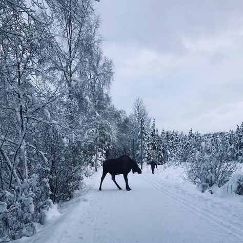 Moose and hiker on snow covered tree lined walking path. Alaska Scenery Landscapes, Alaska In February, Alaska Summer Aesthetic, Anchorage Alaska Aesthetic, Alaska Aesthetic Winter, Anchorage Alaska Winter, Alaska In Winter, Alaska Aesthetic, Alaska Train