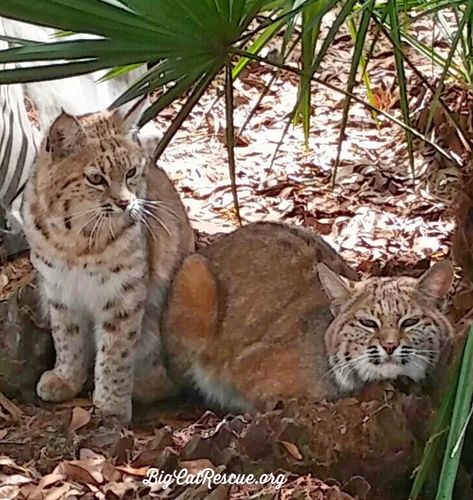 Good night Big Cat Rescue Friends! 🌙 Kewlona and Dryden bobcats wish you a peaceful, restful CATurday evening! #GoodNight #BigCats #BigCatRescue #Rescue #Bobcats #Peaceful #Restful #Caturday #SaturdayNight #Tiger #CaroleBaskin Siberian Forest, Eurasian Lynx, Lynx Lynx, Florida Wildlife, Bob Cat, Mountain Lions, Big Cat Rescue, Amur Leopard, Kinds Of Cats