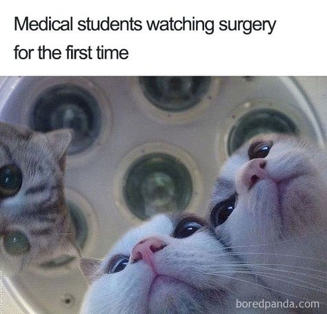 23 Purrrfect Cat Memes & Comics To Celebrate National Cat Day - Memebase - Funny Memes Surgery Residency, Med School Memes, Med Student Humor, Ingenieur Humor, Medical Humor Doctor, Medical Student Humor, Medical School Humor, Med Notes, Biology Memes