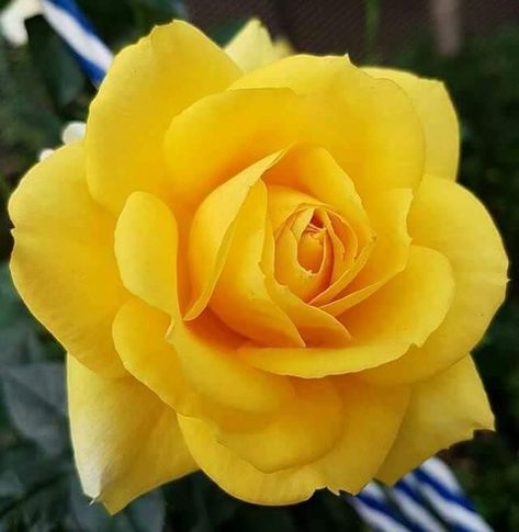 Yellow Rose Photography, Rose Diseases, Roses Only, Rose Belle, Rose Flower Pictures, Rose Trees, Hybrid Tea Roses, 수채화 그림, Lavender Roses