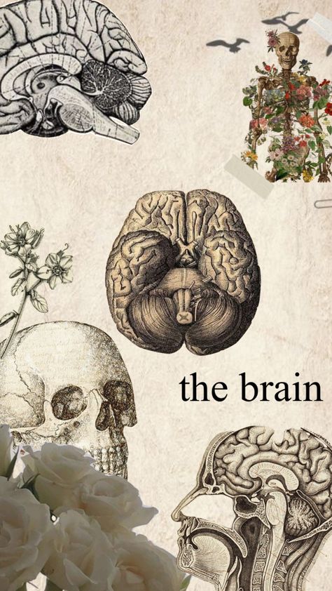 #brain #medicine #collage #vintage Brain Vintage Illustration, Psychology Aesthetic Art Vintage, Vintage Psychology Poster, Aesthetic Brain Wallpaper, Brain Asthetic Picture, Dairy Decorations Ideas, Brain Anatomy Wallpaper, Human Brain Aesthetic, Vintage Medicine Aesthetic