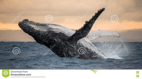 Humpback whale jumps out of the water. Beautiful jump. A rare photograph. Madagascar. St. Mary`s Island. An excellent illustration. Whale Symbolism, Whale Meaning, Best Beaches In Maui, Types Of Whales, Maui Activities, Fauna Marina, Orca Whales, Illustration Photo, Marine Mammals