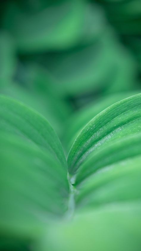 Green Photo, Plants Garden, Leaf Green, Smartphone Wallpaper, Bluish Green, Feel Inspired, Hd Images, Free Photos, Free Stock Photos