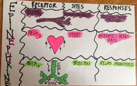 Epinephrine --pharmacology Epinephrine Pharmacology, Epinephrine Nursing, Medical Assistant Quotes, Nursing Pharmacology, Medical Drawings, Medical Notes, Nurse School, Nursing Life, Medical Posters