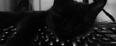 Black Cat Banner Gif, Black Cat Discord Banner, Black Banners Aesthetic, Darkcore Banner, Black Banner Gif Discord, Cat Discord Banner, Grey Banner Gif, Dark Banner Discord, Grey Discord Banner