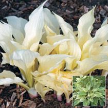 White Feather Hosta White Feather Hosta, Hosta Plantaginea, Hosta Flower, Zone 9b, Spring Hill Nursery, Shade Loving Perennials, Hosta Gardens, Hosta Plants, Shade Perennials