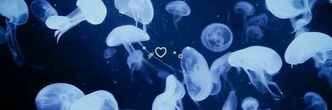 Jellyfish Banner Twitter, Jellyfish Notion Header, Ocean Long Widget, Ocean Header Aesthetic, Aquarium Aesthetic Banner, Dark Blue Notion Header, Blue Discord Header, Jellyfish Aesthetic Banner, Sea Aesthetic Header