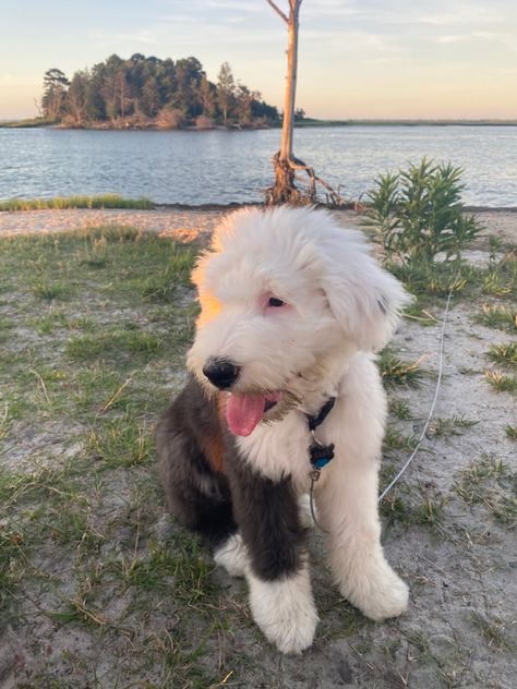 English Sheepdog Puppy, Old English Sheepdog Puppy, Sheepdog Puppy, Sheep Dog Puppy, English Shepherd, Sheep Dog, English Sheepdog, Old English Sheepdog, Doodle Dog