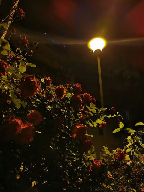 #roses #redroses #redrosesaesthetic #rosesaesthetic #nightaesthetic #nightvibes #night #summernight Roses Night Aesthetic, Night Aesthetic Flowers, Roses At Night, Melina Core, Ren Core, Sophie Core, Small Wet Room, Nye 2023, Rose Night