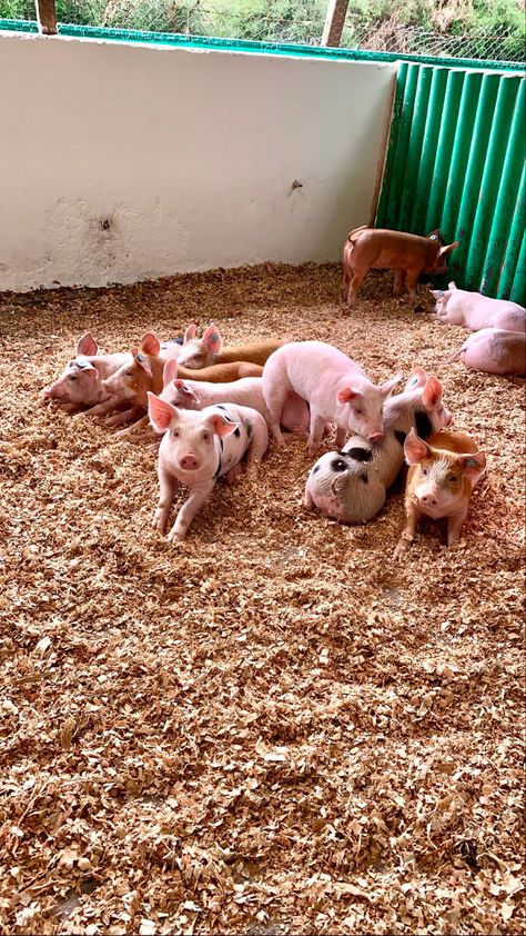 Poultry Farm Buildings, Pig Farm, Cute Piglets, Livestock Farming, Dream Pet, Farm Lifestyle, Pig Farming, A Quiet Place, Poultry Farm