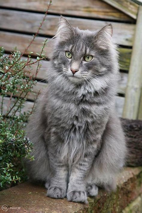 Gorgeous and fluffy cat outside #sobeautiful #graycat #fluffy Gray Cat, Grey Cat, Cat Photography, Fluffy Cat, Warrior Cats, Pretty Cats, Tabby Cat, Maine Coon, Beautiful Cats