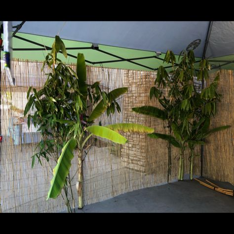 Hmong Backdrop, Homecoming Party, Theme Parties, Photo Booth, Homecoming, Party Themes, Plants