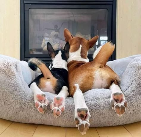 Basenji Puppy, Canine Anatomy, Basenji Dog, Basenji Dogs, Dog Hotel, Animal Inspiration, Jack Russells, Puppies And Kitties, English Bull Terriers