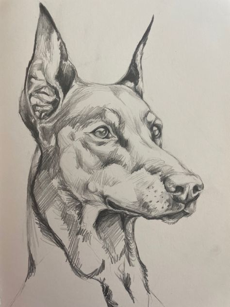 Animal Drawings Sketches Dog, Dog Tongue Out Drawing, Dog Drawing Doberman, Doberman Dogs Drawing, Doberman Art Drawing, Skisser Ideas, Drawing Ideas Realism, Realistic Drawings Animals, Animal Drawing Sketches