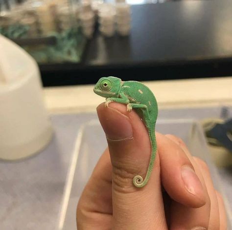 190 Me gusta, 0 comentarios - NatureAndAnimals (@nature__and__animals1) en Instagram Baby Chameleon, Veiled Chameleon, Chameleons, Leopard Gecko, Got To Be, My Job, Gecko, Best Part Of Me, Animals Beautiful