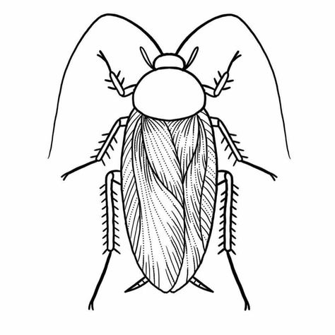 My little cockroach tattoo. Can't wait x Roach Tattoo Design, Cockroach Tattoo Design, Kecoa Art, Draw Cockroach, Roach Drawing, Cockroach Illustration, Insect Outline, Cockroach Drawing, Cockroach Tattoo