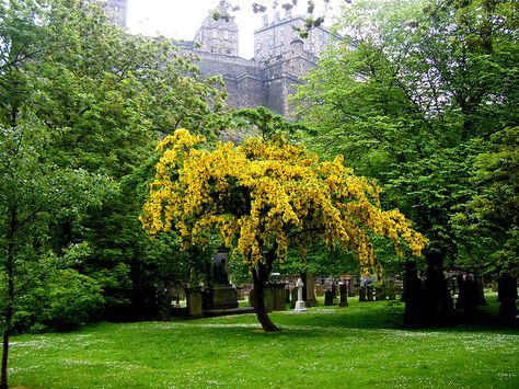 Laburnum Glory | Edinburgh Scotland Laburnum Tree, Balkan Peninsula, Bonsai Ideas, Plant Style, My Plant, Clay Soil, Southern Europe, Edinburgh Scotland, Small Trees