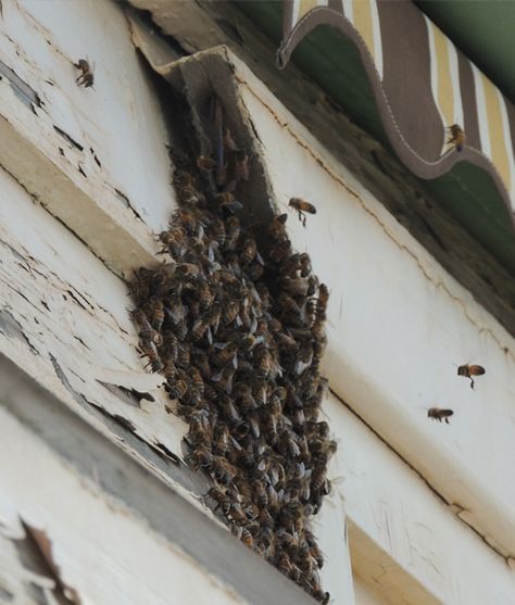 #Bee hive removal service is one of the eco-friendly services steps toward protecting and saving the #honey bees. It provides an option for not  killing the #bees during bee removal process. #ecobeeremoval #nature Bee Removal, Carpenter Bee, Relocation Services, Honey Bees, Save The Bees, Bee Keeping, Relocation, Bee Hive, How To Dry Basil