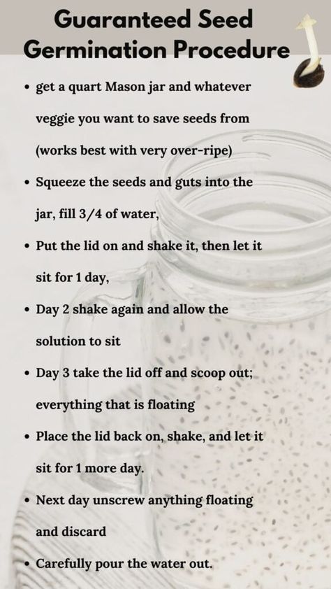 Soaking seeds before planting can speed up the germination process by introducing moisture into the seed, weakening its coating, and prompting the seedling to emerge. Seeds should be soaked for no more than 12 hours which can be done by immersing them in a jar of water or covering them with a damp cloth. #seedpropagation #seedprep #sowingseeds #newplantingseason #seedhack Preserving Seeds For Planting, Dispersal Of Seeds, Winter Sowing Seeds Zone 6, Soaking Seeds Before Planting, Hardening Off Seedlings, Planting Tips, In A Jar, Speed Up, No More