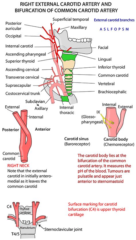 Anatomy Head, Vascular Ultrasound, Carotid Artery, Doctor Advice, Daily Health Tips, Body Anatomy, Health Magazine, Good Health Tips, Anatomy And Physiology