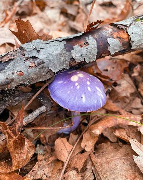 Lilac Bonnet Mushroom, Purple Mushroom Hat, Purple Mushroom Costume, Purple Mushroom Aesthetic, Shroom Forest, Mushroom Bouquet, Fungi Species, Purple Cottagecore, Purple Mushrooms