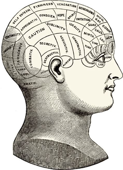 What constitutes a consciousness? - UX Collective Phrenology Head, Medical Drawings, Brain Art, Vintage Medical, Medical Illustration, Anatomy Art, Human Anatomy, Memento Mori, Vintage Images