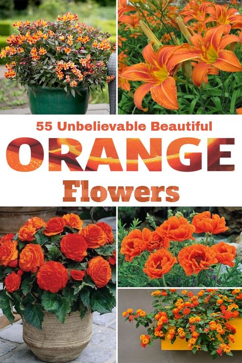 These best Types of Orange Flowers are a great way to brighten up your homes and gardens with fascinating orange blossoms! Orange Perennials, Orange Flower Names, Orange Flower Garden, Impatient Flowers, Acer Garden, Funky Garden, Orange Landscape, Types Of Oranges, Spring Garden Flowers