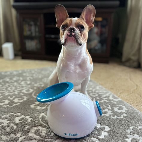 REVIEW – If you’re a dog owner, you know it’s important to physically and mentally stimulate your pup regularly. I recently got to test out a toy that does both: the iFetch Ball Launcher. What is it? The iFetch is an interactive dog toy that automatically launches mini tennis balls up to 30 feet. What’s … iFetch Ball Launcher dog toy review – A good ball launcher with one major flaw Read More Dog Ball Launcher, Ball Launcher, Dog Ball, Interactive Dog Toys, Tennis Balls, Latest Gadgets, Interactive Toys, Dog Owner, Training Tips