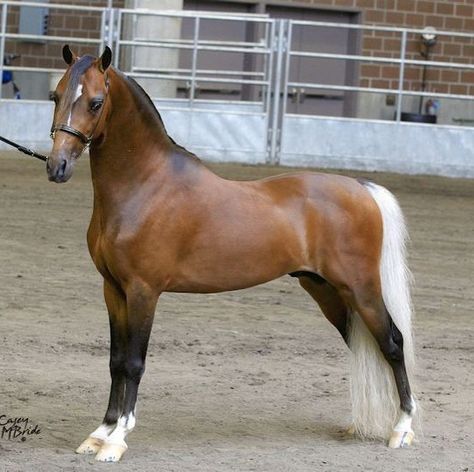 American Shetland stallion, Bar Z’s Great Balls of Fire, Silver Bay👏👏👏 American Shetland Pony, Shetland Ponies, Great Balls Of Fire, Unusual Horse, Horse Markings, Mini Horses, Silver Bay, Beautiful Horses Photography, Pony Breeds