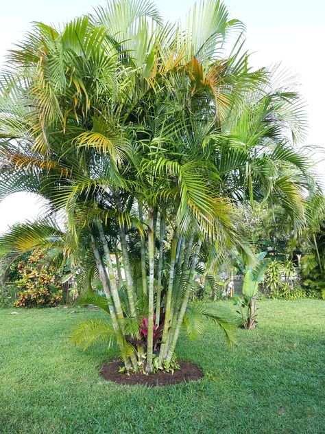 Palm Tree Outdoor Decor, Palm Garden Design, Areca Palm Outdoor Landscape, Arica Palm, Palm Plant Indoor, Patio 2023, Arizona Landscaping, Palm Trees Garden, Dypsis Lutescens