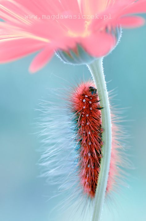 Beautiful Insects, Bugs Life, Cool Bugs, Amazing Nature Photography, Beautiful Bugs, Foto Tips, Creepy Crawlies, A Bug, Wildlife Photos