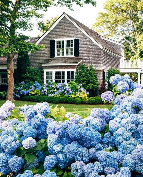 Sue De Chiara | The Zhush on Instagram: “Gray shingle cottages and periwinkle blue hydrangeas 💕- New England’s finest via @jackiegreaney  . . . . . #hydrangeas #myoklstyle…” Hydrangea Landscaping, Blue Hydrangeas, Cape House, Blue Hydrangea, Coastal Homes, Dream Garden, Yard Landscaping, Front Yard Landscaping, Summer House