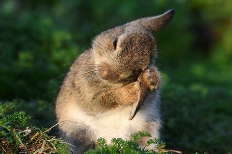 Wild Rabbit Cleaning Its Ears The Secret Of Moonacre, Cherry Blossom Japan, Wild Rabbit, Indoor Waterfall, Scary Dogs, Forest Path, Beautiful Locations Nature, Beautiful Places To Visit, Cuteness Overload