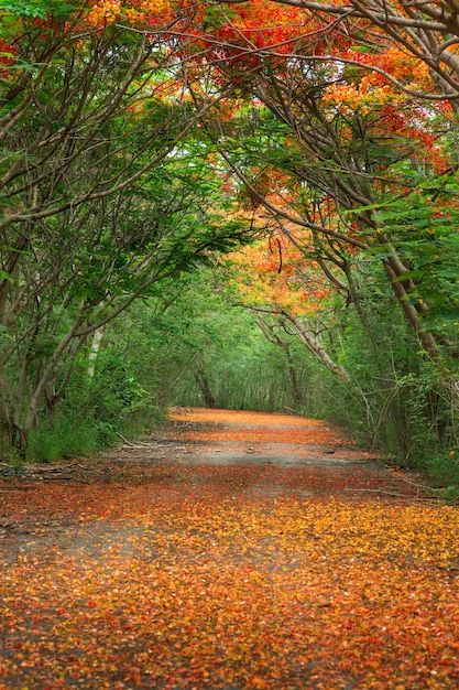 Scene of flame tree, royal poinciana | Premium Photo #Freepik #photo #botanical-garden #natural-flower #beautiful-garden #flower-garden Ramadan Is Coming, Paris Garden, Royal Poinciana, Flame Tree, Garden Flower, Botanical Garden, Vector Photo, Premium Photo, Garden Projects