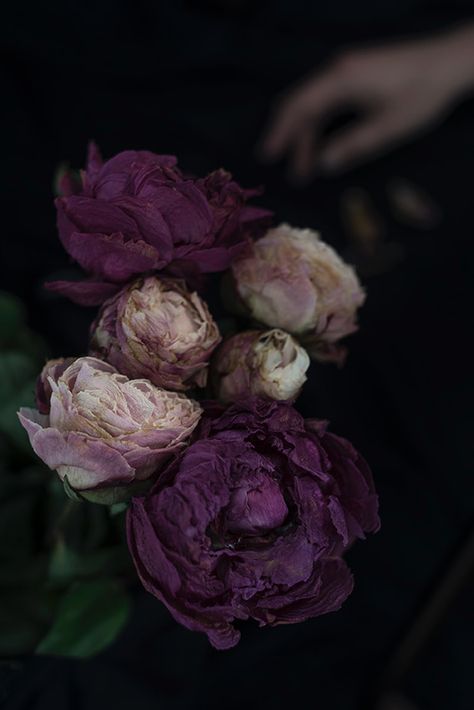 #withered #peonies #stilllifephotography Dark Peony, Fallen Petals, Midnight Garden, Pink Peonies, Still Life Photography, Dark Academia, Pretty Things, Peonies, Roses