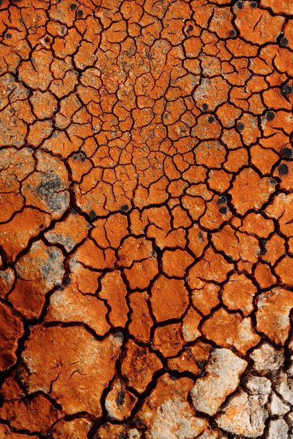 Rode aarde - Red earth - #tzolkin - while following your path, you encounter all sorts of weather. It's ok to find shelter. Red Cracked-Earth Lichen | Marcel Rawady Africa Nature, Lichen Moss, Texture Inspiration, Natural Forms, Shades Of Orange, Patterns In Nature, Color Textures, Texture Art, Natural Texture