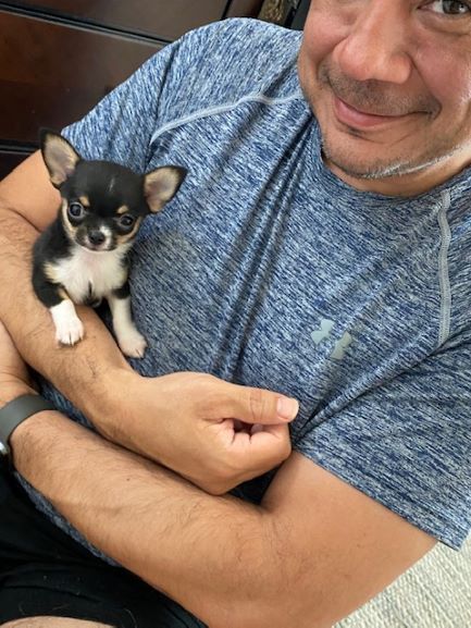 Chiwawa Chihuahuas, Bulb Terrarium, Chihuahua Rescue, Chihuahua Owner, Teacup Chihuahua Puppies, Cute Teacup Puppies, Baby Chihuahua, Chihuahua Puppies For Sale, Puppies Near Me