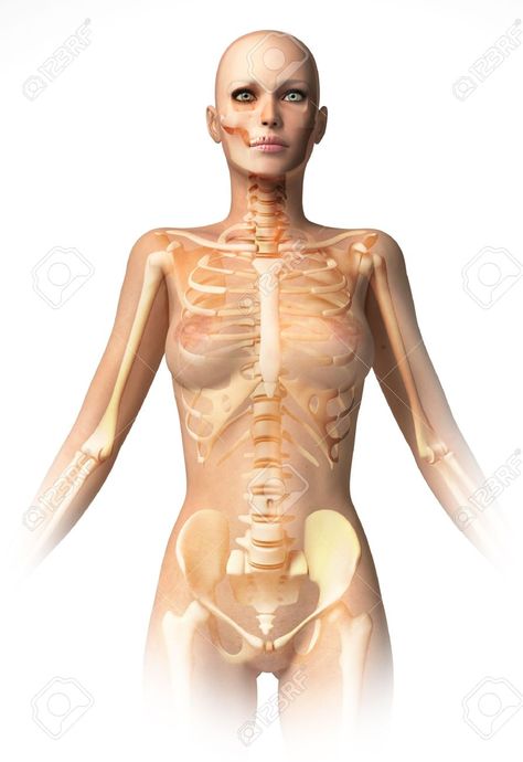 Human Body Diagram, Human Anatomy Female, Female Skeleton, Human Skeleton Anatomy, Anatomy Images, Skeleton Body, Skeleton Girl, Female Anatomy Reference, Skeleton Anatomy