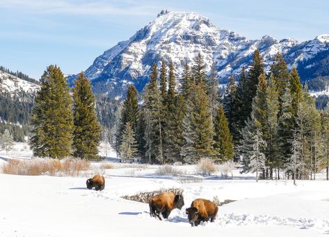 Bison struggle through deep snow in Lamar Valley of Yellowstone National Park. Yellowstone Winter, National Park Lodges, Lamar Valley, Montana Vacation, Winter Wolves, Montana Travel, Deep Snow, Winter Trip, West Yellowstone