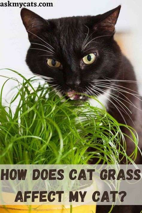 Cat Grass VS Wheat Grass: Which One Is Better For Cat
#cat #grass #catowner Cat Grass Diy, Cat Grass Indoor, Grass Bed, Cat Enrichment, Cat Patio, Cat Grass, Cats Diy Projects, Cat Enclosure, Organic Soil